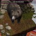 Mammals in forests