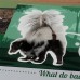 Mammals in forests