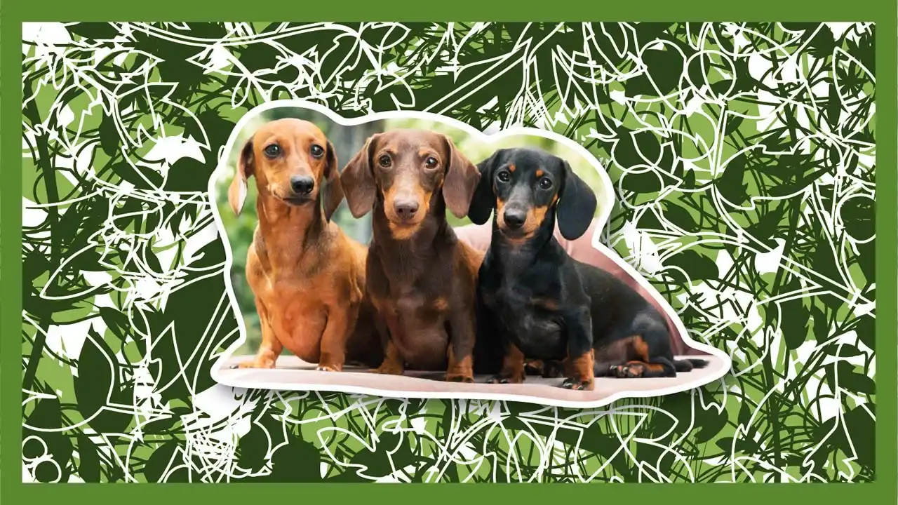 28 Pies 2D PL